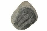 Upper Cambrain Trilobite (Elvinia) - British Columbia #212704-1